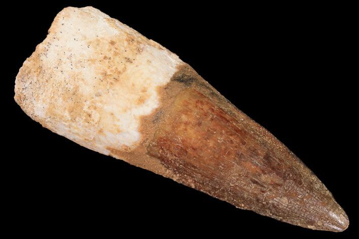 Real Spinosaurus Tooth - Composite Tooth #87391